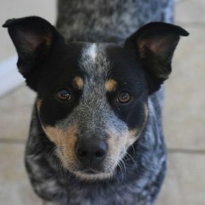 Meet your Posher, Layla